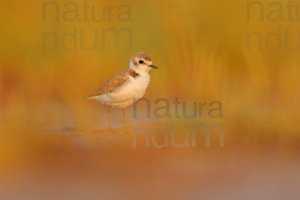 Foto di Fratino (Charadrius alexandrinus)