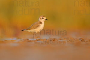 Photos of Kentish Plover (Charadrius alexandrinus)