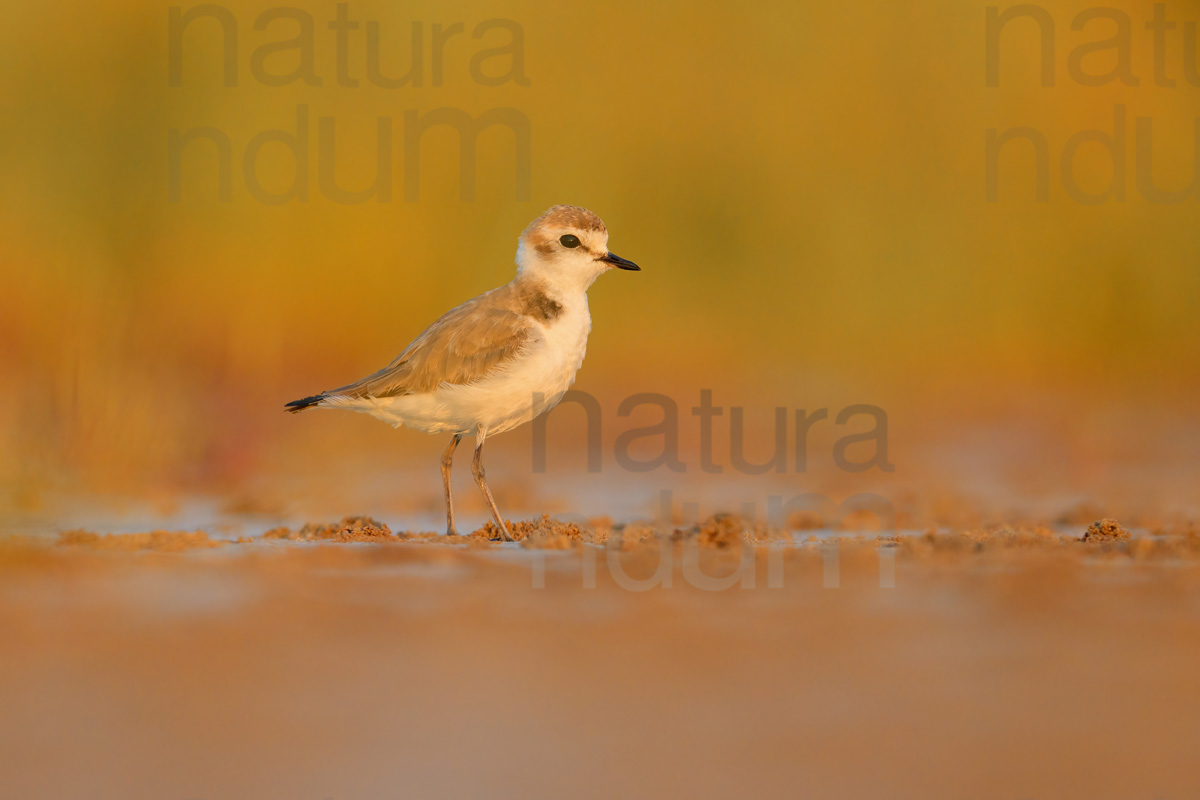 Photos of Kentish Plover (Charadrius alexandrinus)