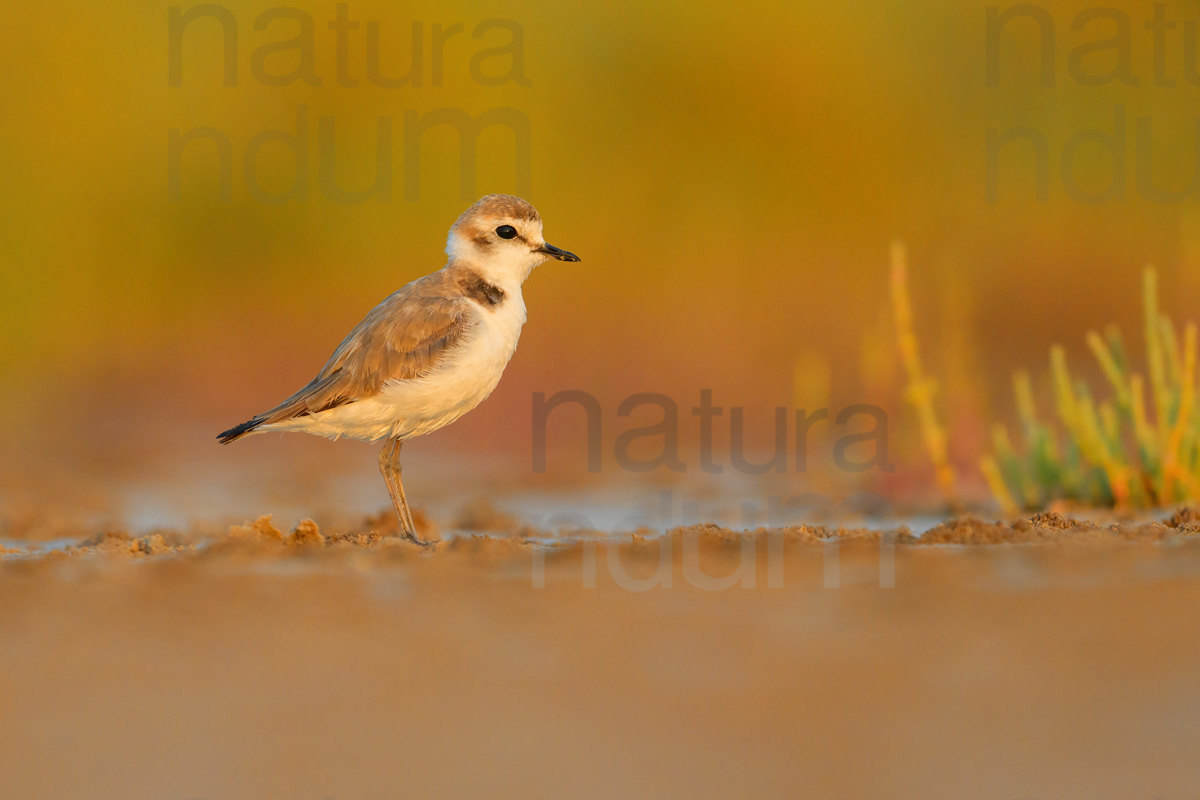 Foto di Fratino (Charadrius alexandrinus)