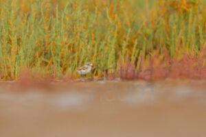 Photos of Kentish Plover (Charadrius alexandrinus)