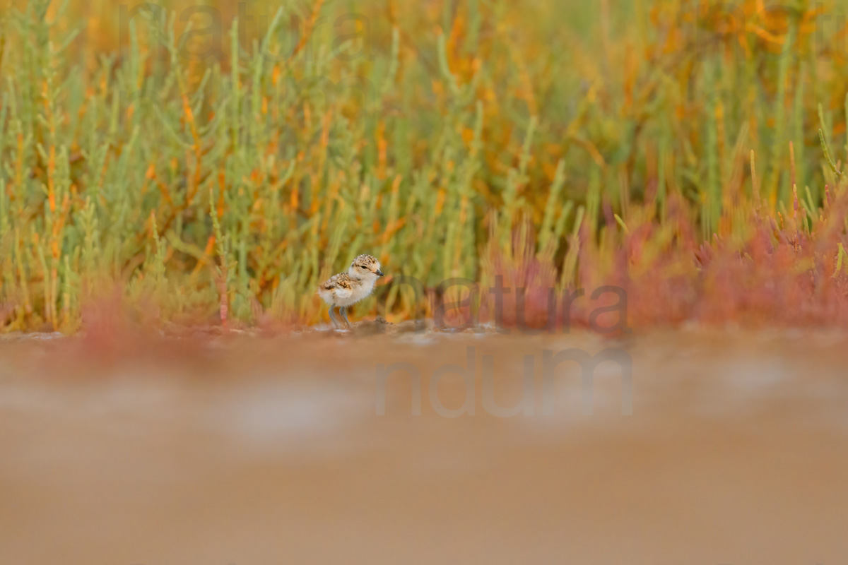 Photos of Kentish Plover (Charadrius alexandrinus)