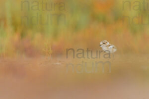 Foto di Fratino (Charadrius alexandrinus)