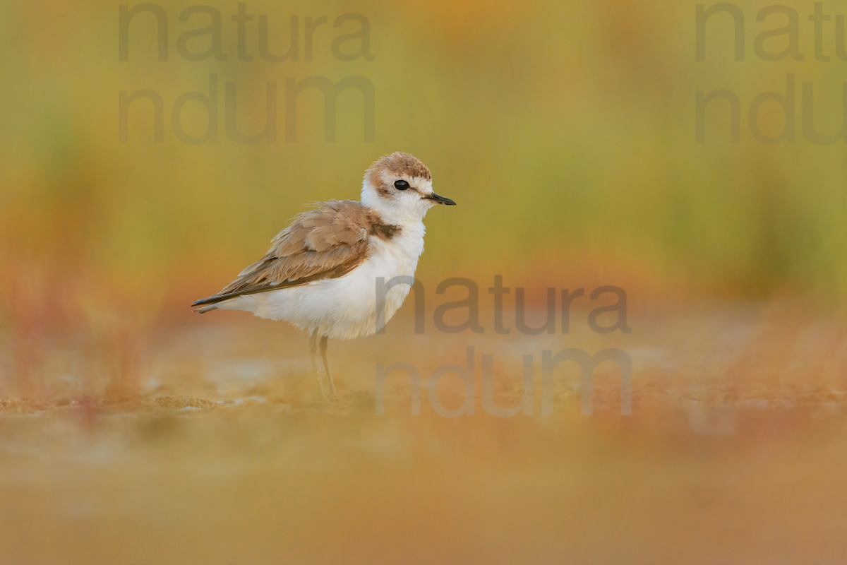 Foto di Fratino (Charadrius alexandrinus)