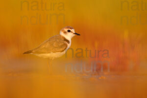 Photos of Kentish Plover (Charadrius alexandrinus)