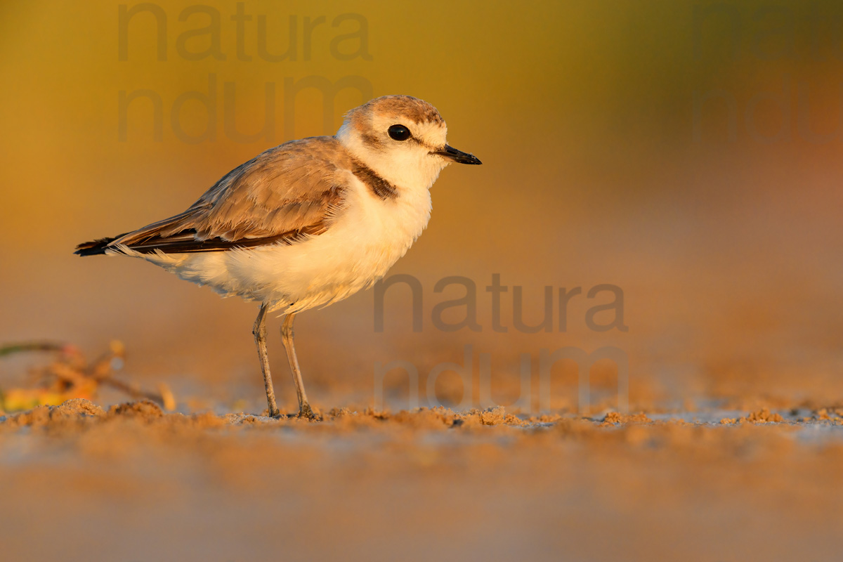 Photos of Kentish Plover (Charadrius alexandrinus)