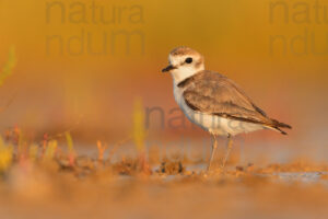 Foto di Fratino (Charadrius alexandrinus)