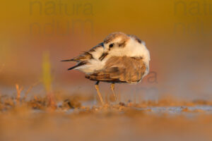 Photos of Kentish Plover (Charadrius alexandrinus)