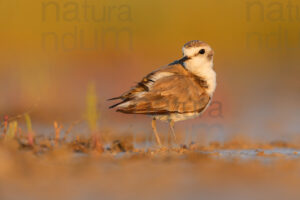 Foto di Fratino (Charadrius alexandrinus)