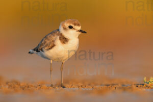 Photos of Kentish Plover (Charadrius alexandrinus)