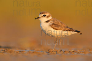 Photos of Kentish Plover (Charadrius alexandrinus)