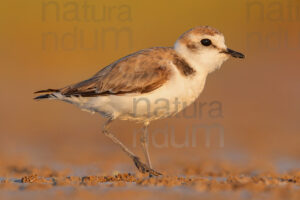 Foto di Fratino (Charadrius alexandrinus)