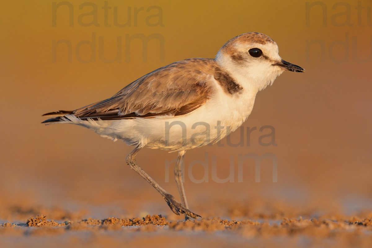 Photos of Kentish Plover (Charadrius alexandrinus)