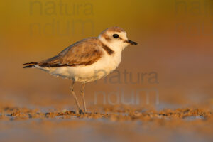 Foto di Fratino (Charadrius alexandrinus)