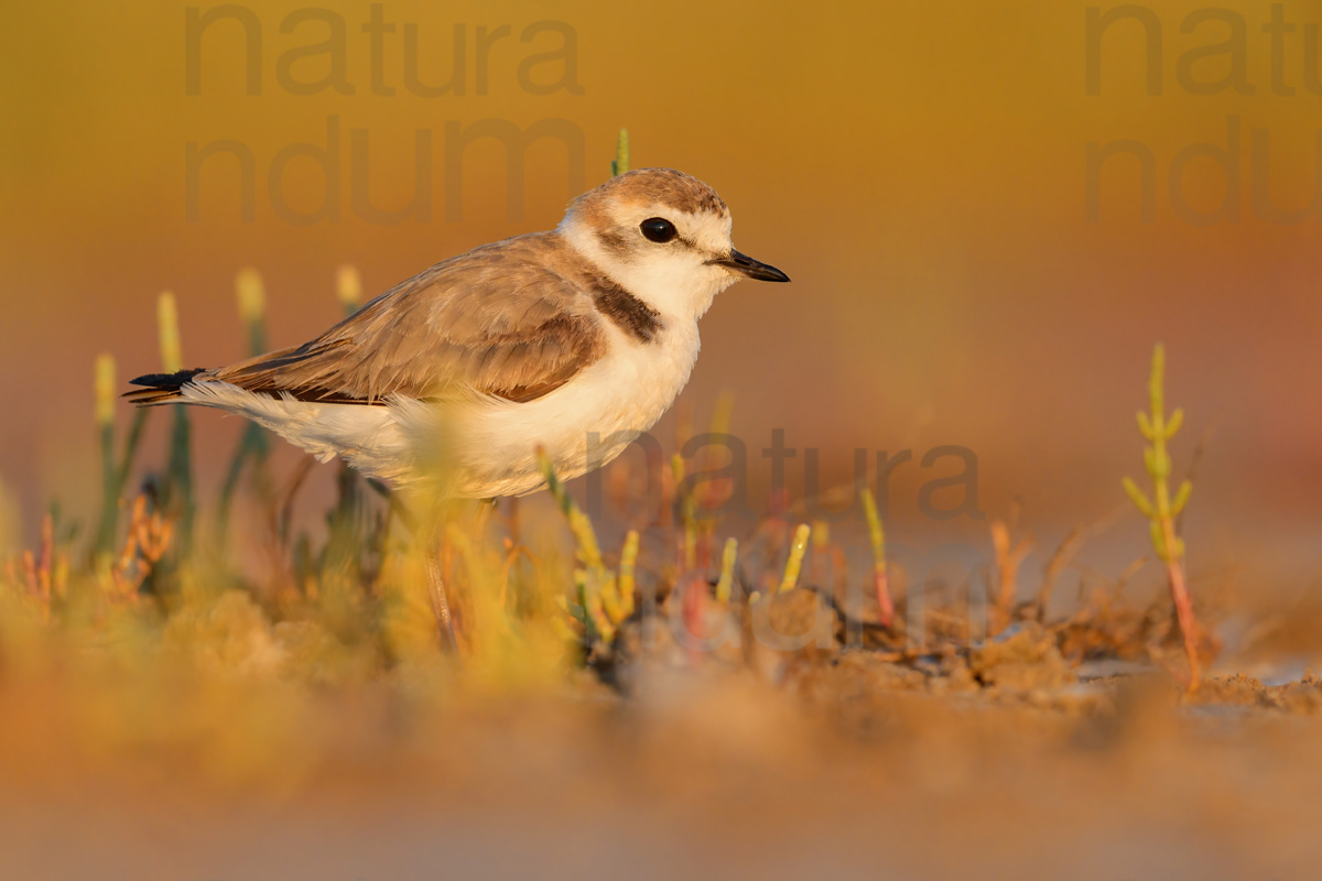 Foto di Fratino (Charadrius alexandrinus)