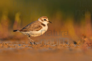 Photos of Kentish Plover (Charadrius alexandrinus)