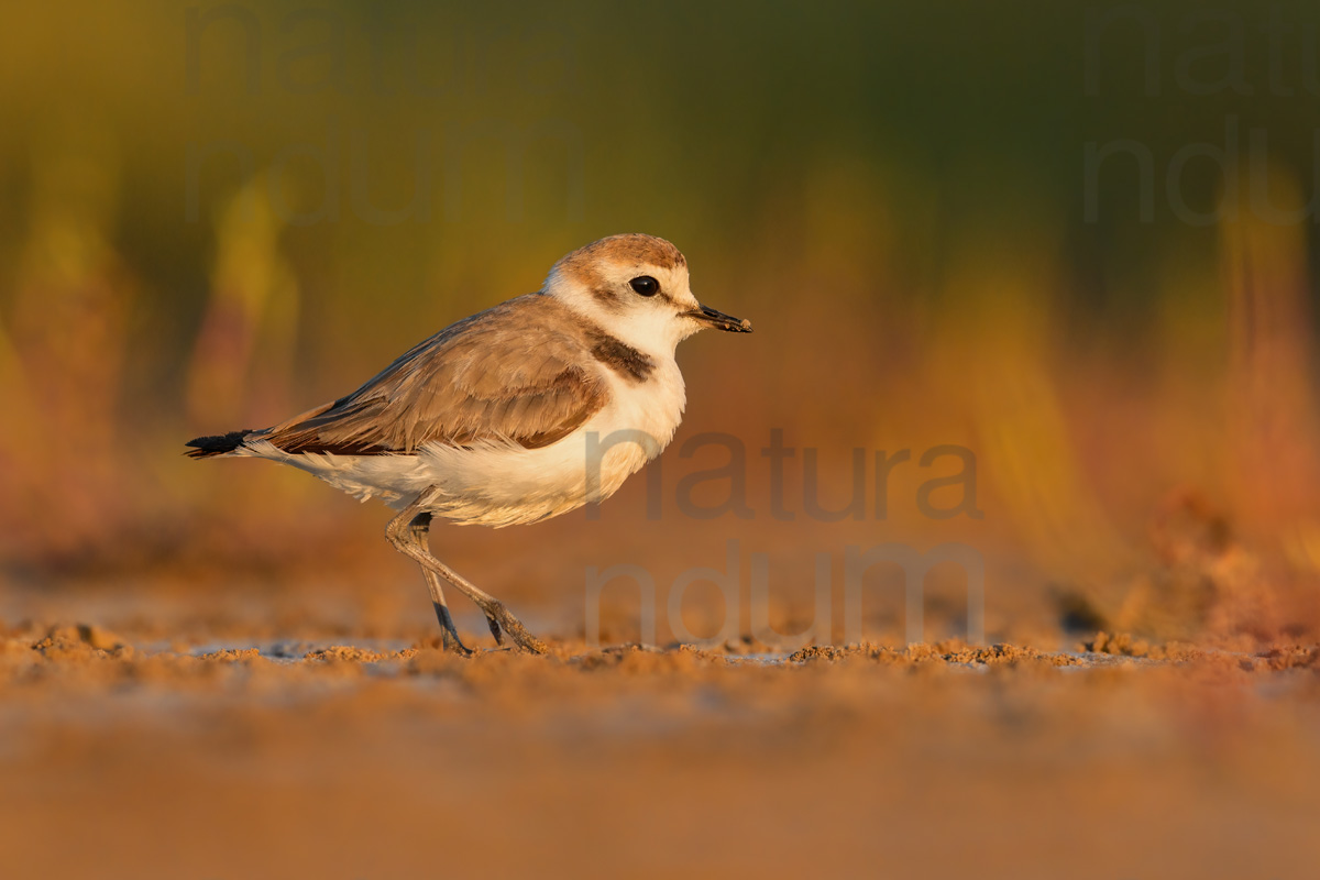 Foto di Fratino (Charadrius alexandrinus)