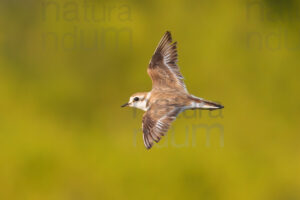 Photos of Kentish Plover (Charadrius alexandrinus)