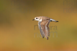 Foto di Fratino (Charadrius alexandrinus)