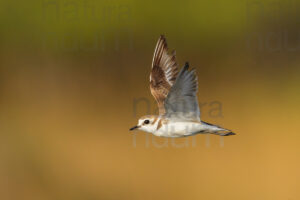 Foto di Fratino (Charadrius alexandrinus)