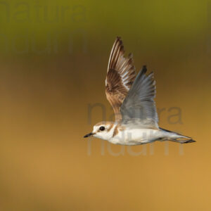 Foto di Fratino (Charadrius alexandrinus)