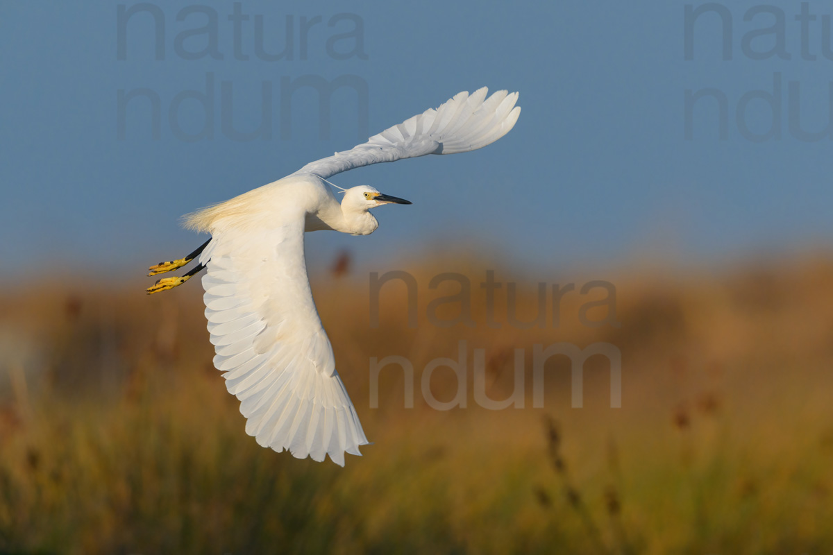 Foto di Garzetta (Egretta garzetta)