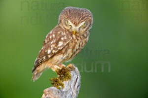 Foto di Civetta (Athene noctua)