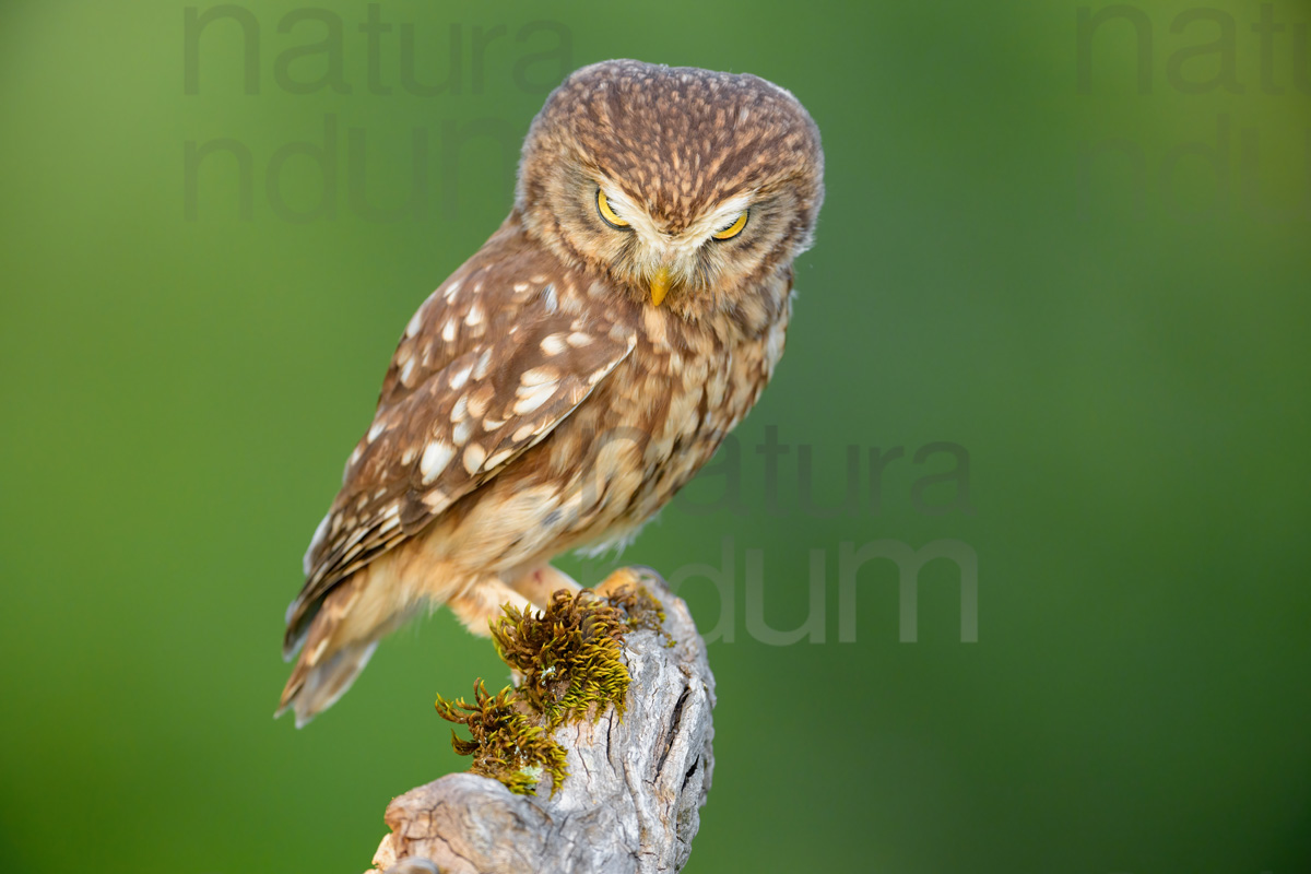 Photos of Little Owl (Athene noctua)