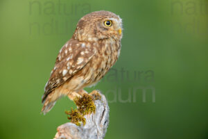 Foto di Civetta (Athene noctua)