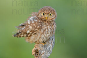 Foto di Civetta (Athene noctua)