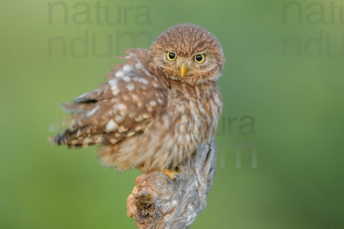 Photos of Little Owl (Athene noctua)