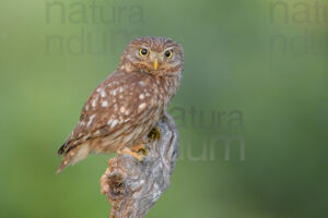 Foto di Civetta (Athene noctua)