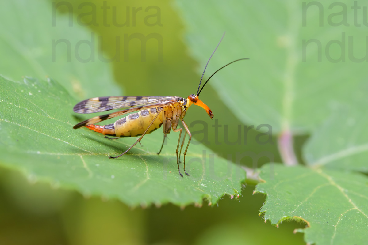 Foto di Mosca scorpione (Panorpa communis)