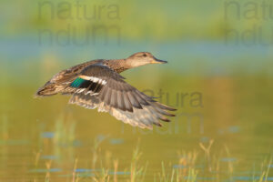 Photos of Eurasian Teal (Anas crecca)