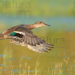 Photos of Eurasian Teal (Anas crecca)