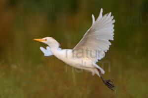 foto di Airone guardabuoi (Bubulcus ibis)