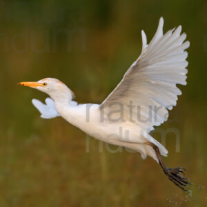 foto di Airone guardabuoi (Bubulcus ibis)