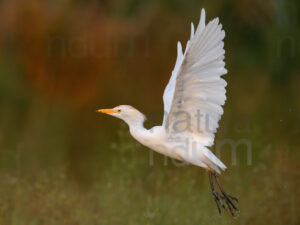 foto di Airone guardabuoi (Bubulcus ibis)