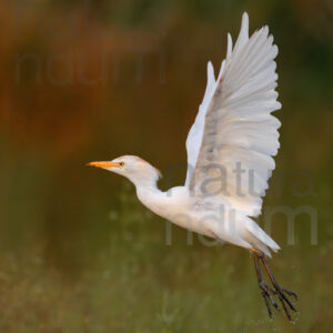 foto di Airone guardabuoi (Bubulcus ibis)