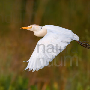 foto di Airone guardabuoi (Bubulcus ibis)