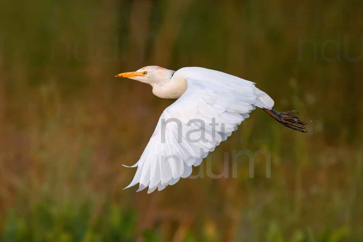 foto di Airone guardabuoi (Bubulcus ibis)