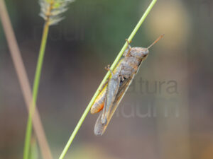 foto di Chortippus biguttulus