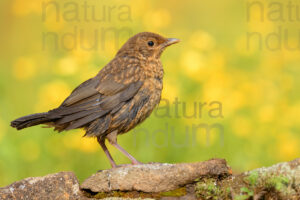 Photos of Common Blackbird (Turdus merula)