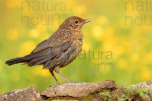 Foto di Merlo (Turdus merula)