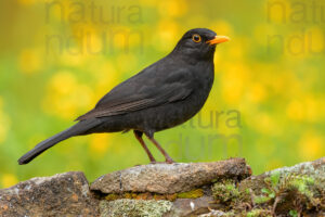 Foto di Merlo (Turdus merula)