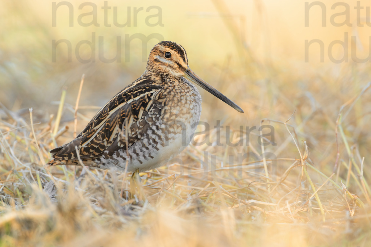 Photos of Common Snipe (Gallinago gallinago)