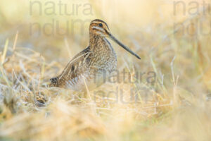 Foto di Beccaccino (Gallinago gallinago)