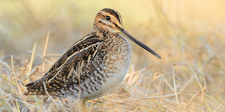 photos of waders