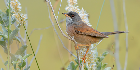 foto di passeriformi