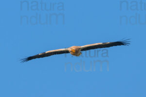 Foto di Capovaccaio (Neophron percnopterus)